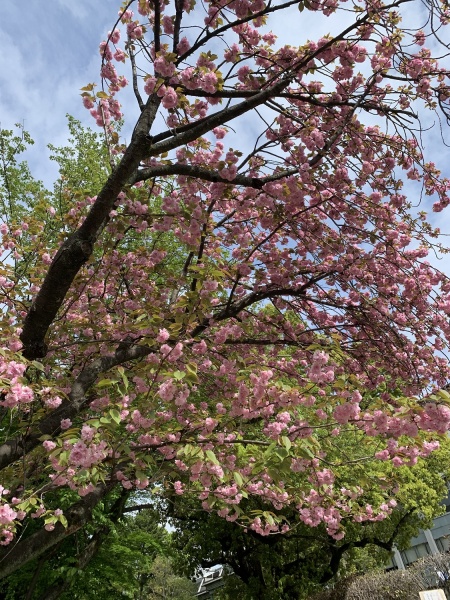 東門前の八重桜の画像