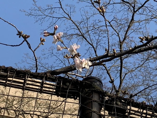 桜の開花の画像