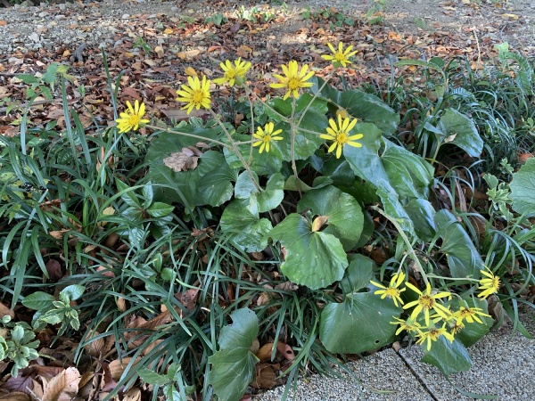 エントランス野草の画像