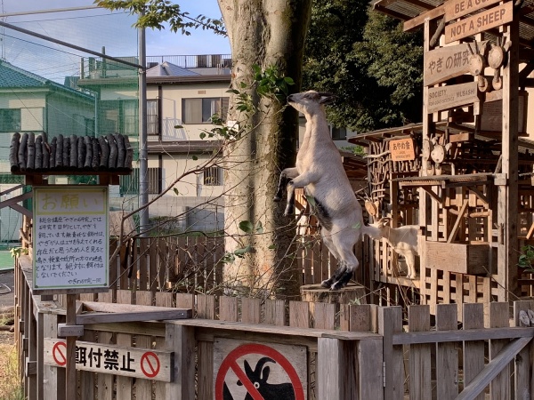 葉っぱを食べるやぎの画像