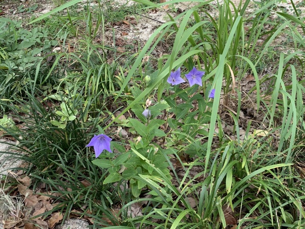 キキョウの花の画像