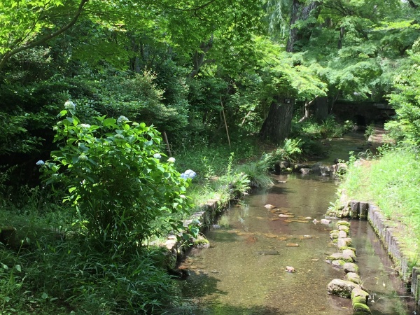 紫陽花と濯川の画像