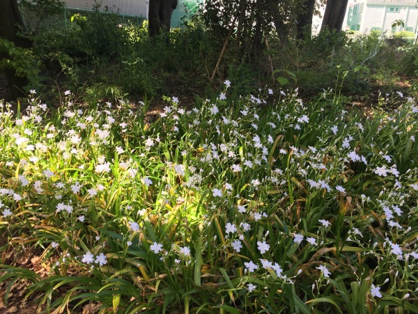 春の野草の画像