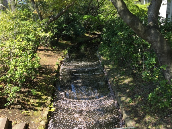 花びらと濯川の画像