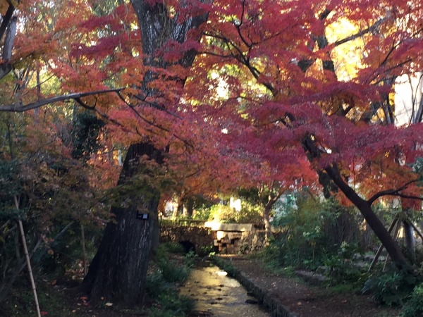 濯川と紅葉の画像