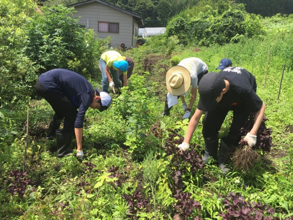 長雨のあとの草取り